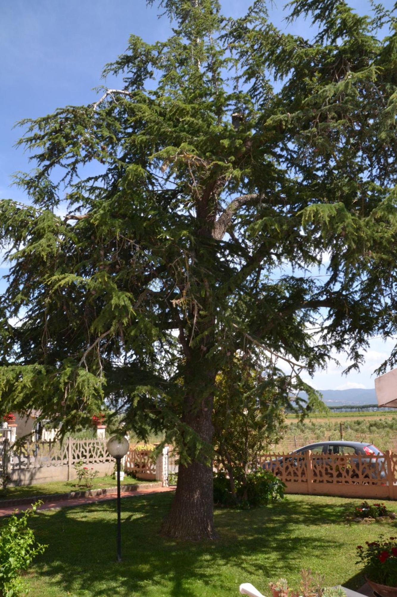 La Mimosa Gasthof Bolgheri
