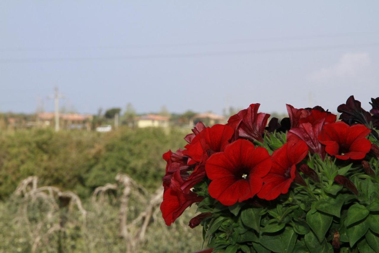 La Mimosa Gasthof Bolgheri